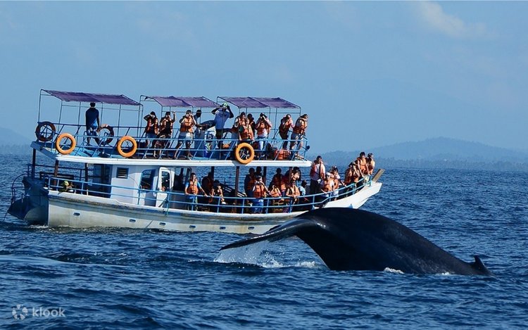Mirissa Blue Whale Watching Voyage